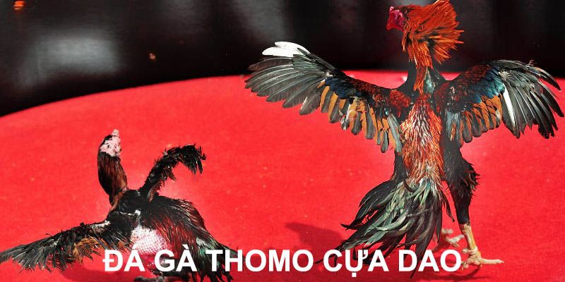 Đá Gà Thomo - Trải Nghiệm Đặt Cược Trực Tuyến Tại Jun88 5 Tham khảo hình thức đá gà Thomo cựa dao tại Jun88