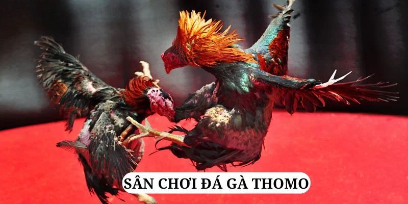 Đá Gà Thomo - Trải Nghiệm Đặt Cược Trực Tuyến Tại Jun88 2 Tìm hiểu thêm về hình thức chọi gà Thomo