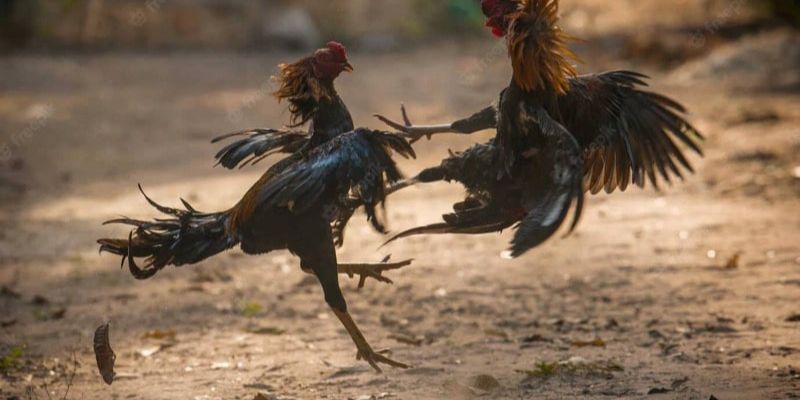 Đá Gà Thomo - Trải Nghiệm Đặt Cược Trực Tuyến Tại Jun88 3 Hiểu rõ về quy trình phân loại gà trước thi đấu Thomo